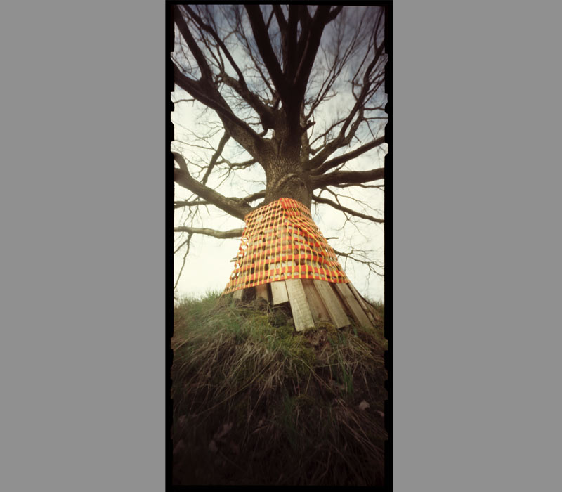 pinhole foto  schutz baum tree protection